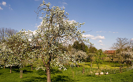 Eine Wiese mit blühenden Obstbäumen, die in größerem Abstand zueiander stehen.