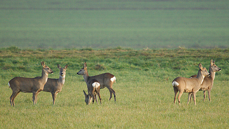 Mehrere Rehe auf eienr Wiese