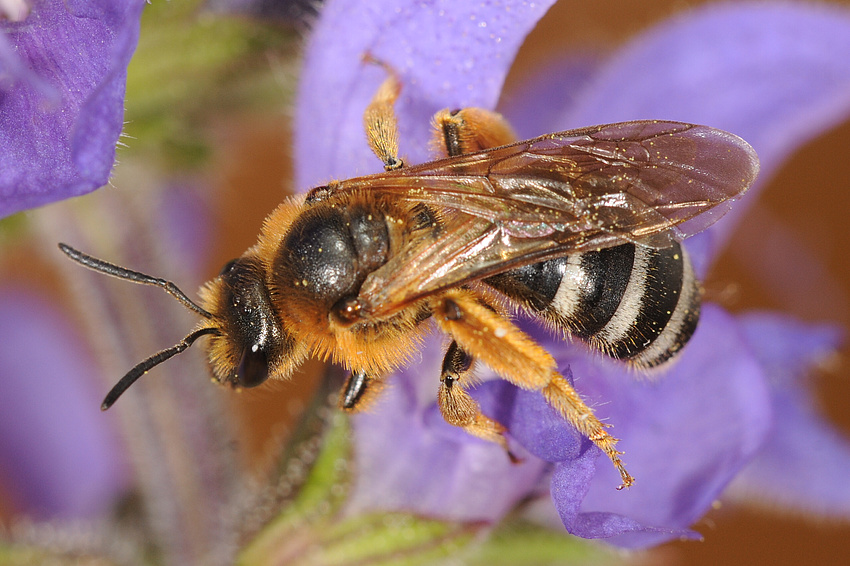 Große Salbei-Schmalbiene, eine gefährdete Art aus der Familie der Furchenbienen; Quelle: Stefan Tischendorf