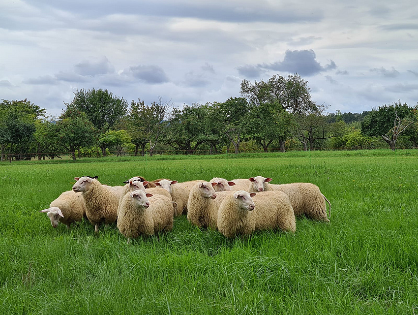 die Schafe von Nicolas Morfeld