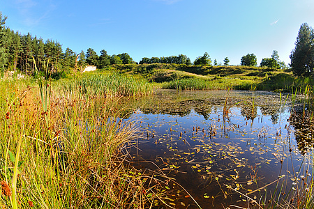 Blick in das Naturschutzgebiet Kaolingrube in Ortenberg (Foto: K.H. Heinz