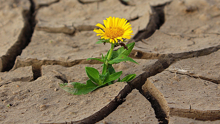 Einsame Blume auf vertrocknetem Boden