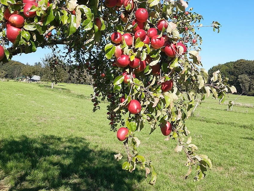 ein Apfelbaum mit vielen roten Früchten auf einer Streuobstwiese