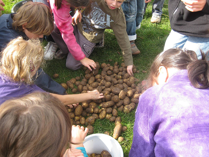 Kartoffelprojekt im Rahmen von "Bauernhof als Klassenzimmer"