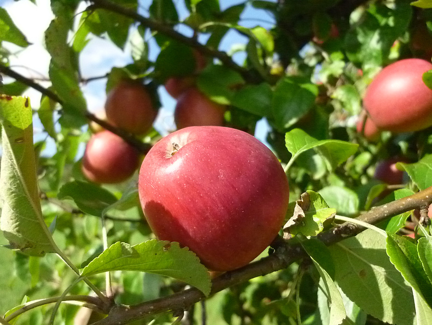 rote Äpfel am Baum