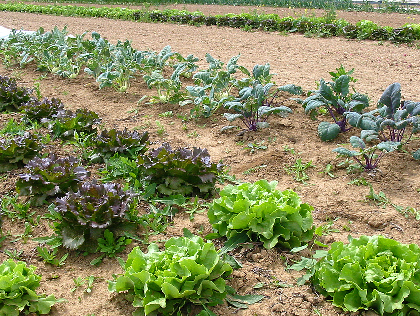 Gemüsefläche mit Salaten u. Kohlrabi der SoLawi Magerhof in Klein-Karben