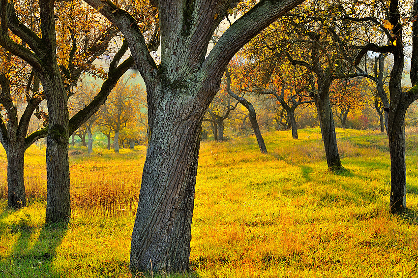 Goldene Herbststimmung auf den Streuobstwiesen (Quelle: Karl-Hermann Heinz)