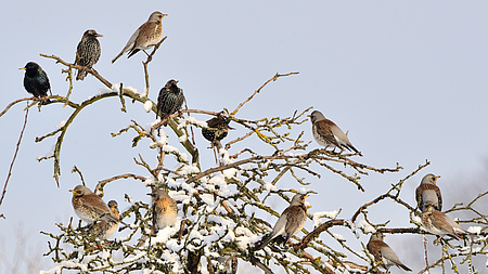 Vögel haben sich auf einem verschneiten Ast niedergelassen.