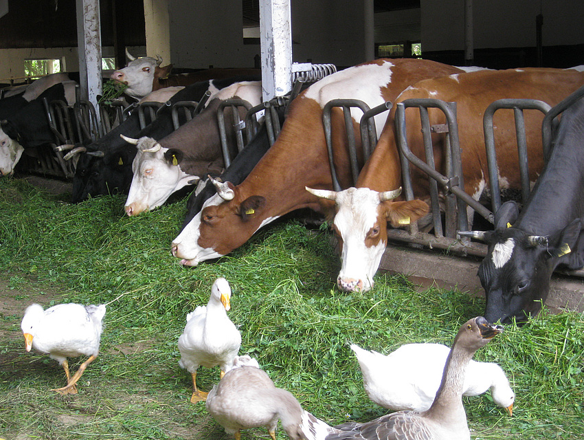 der Kuhstall mit umherlaufenden Gänsen auf dem Hof Koch in Nidda-Wallernhausen