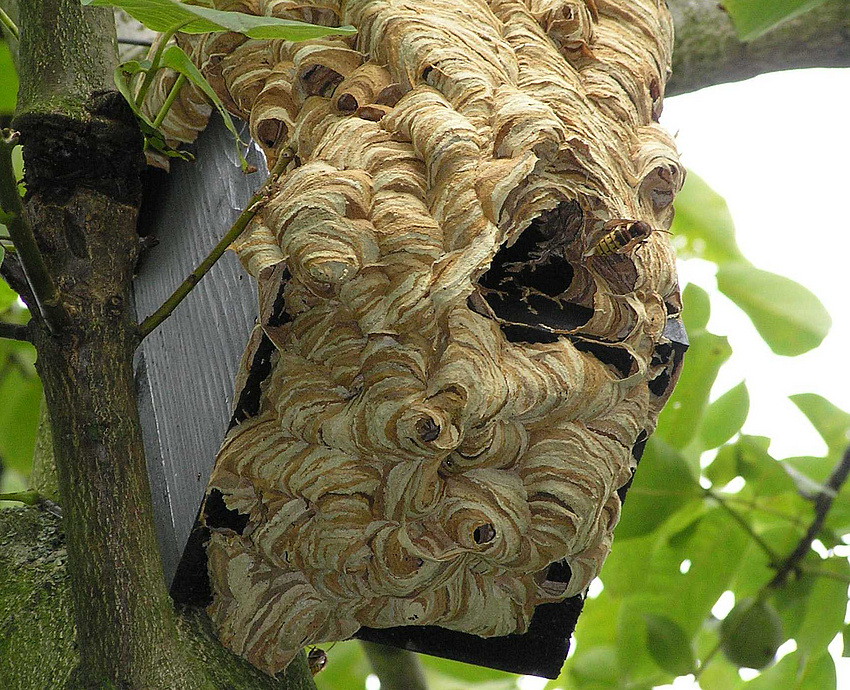 An einem Nistkasten haben Hornissen ein großes Hornissennest gebaut.