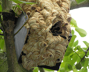 An einem Nistkasten haben Hornissen ein großes Hornissennest gebaut.