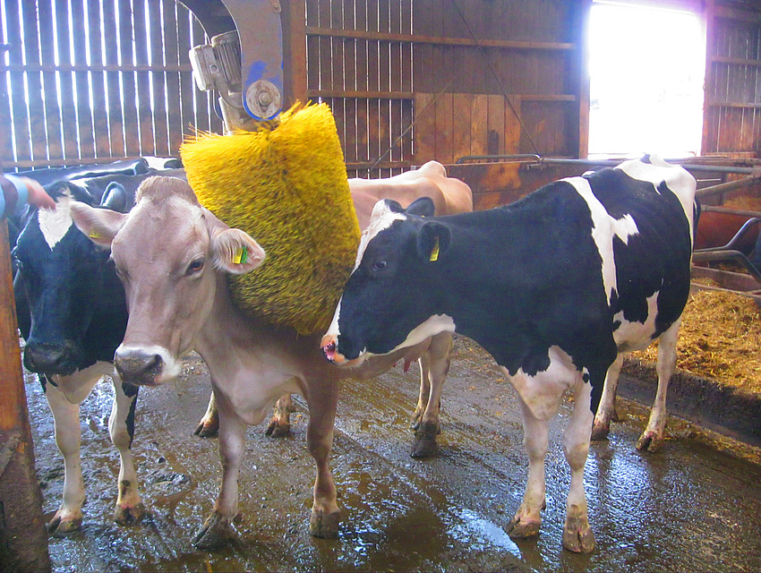 die Milchkühe können sich selber kratzen an Bürsten im Stall