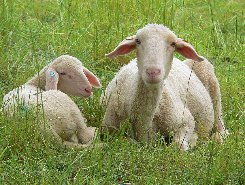 Schafe im Einsatz für die Landschaftspflege (Foto: Ippensen)