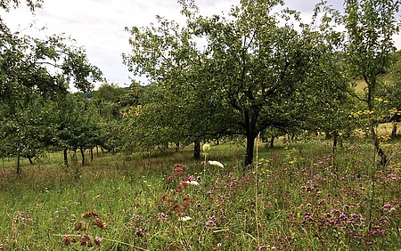 Obstbäume auf einer  Blumenwiese