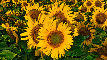 Ein Meer von Sonnenblumen.