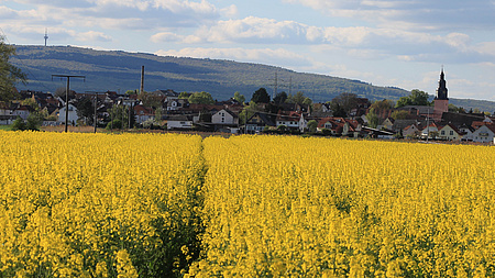 Blick auf Wöllstadt. In der Ferne der Wintersteinturm. Im Vordergrund blühende Rapsfelder.