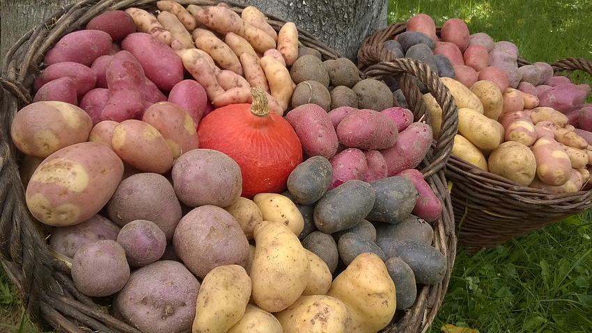 Zu sehen sind verschiedene bunte Kartoffelsorten in einem großen Korb.