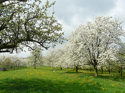 Auch die Streuobstwiesen im Wetteraukreis blühen im Durchschnitt immer früher im Jahr