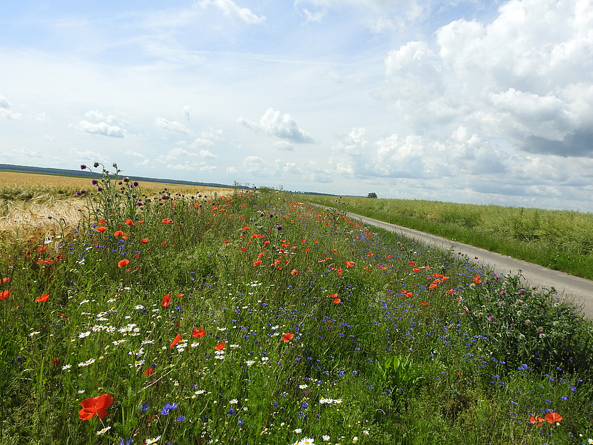 Blühende Feldraine und Wege können wahre Inseln der Vielfalt sein.