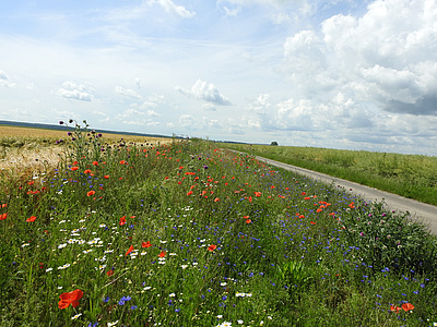 Blühende Feldraine und Wege können wahre Inseln der Vielfalt sein.