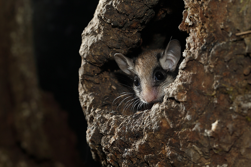 Der Gartenschläfer findet in Baumhöhlen alter Obstbäume gute Versteckmöglichkeiten. Bildquelle: Deutsche Wildtier Stiftung/Kerstin Hinze