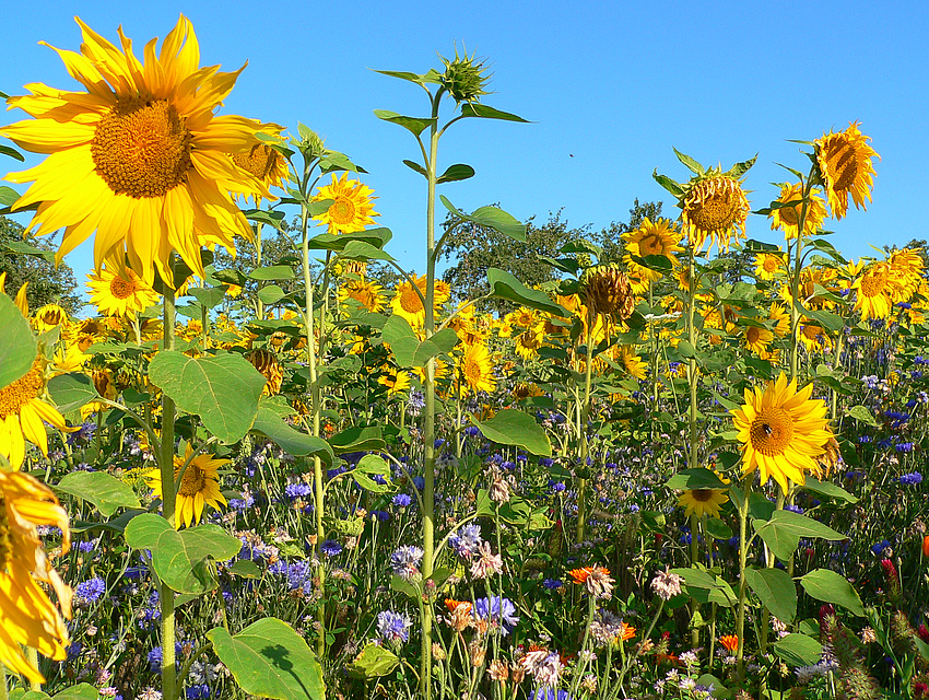 Sonnenblumen als einjährige Einsaat (Foto: Ippensen)