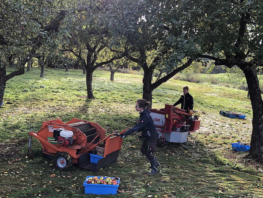 Felix und Davin Böckel mit Lesegeräten bei der Apfelernte