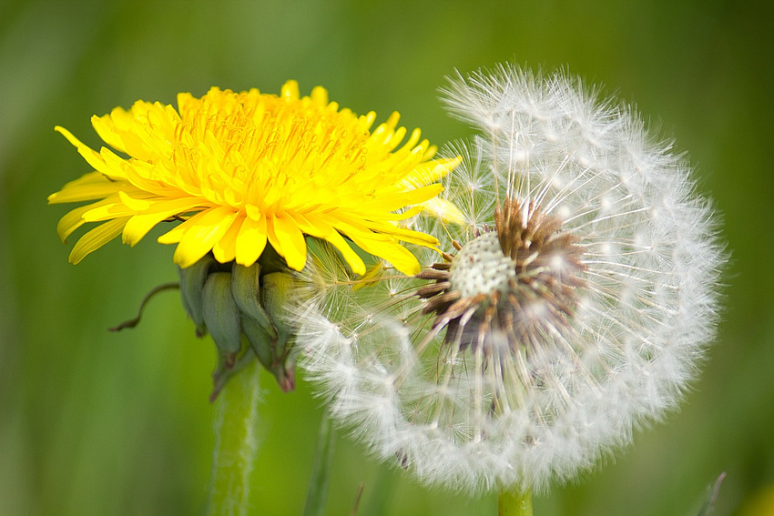 Foto von einer Löwenzahn-Blüte und einer Pusteblume.