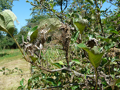 Selbst wenn sich alle Raupen bereits zur Motte entwickelt haben, sind die Gespinste der Apfel-Gespinstmotte noch im Streuobst zu finden. Viele Blätter der Bäume sind zerfressen und sterben ab. Die Apfelbäume haben weniger Kraft für die Ausbildung und Entw