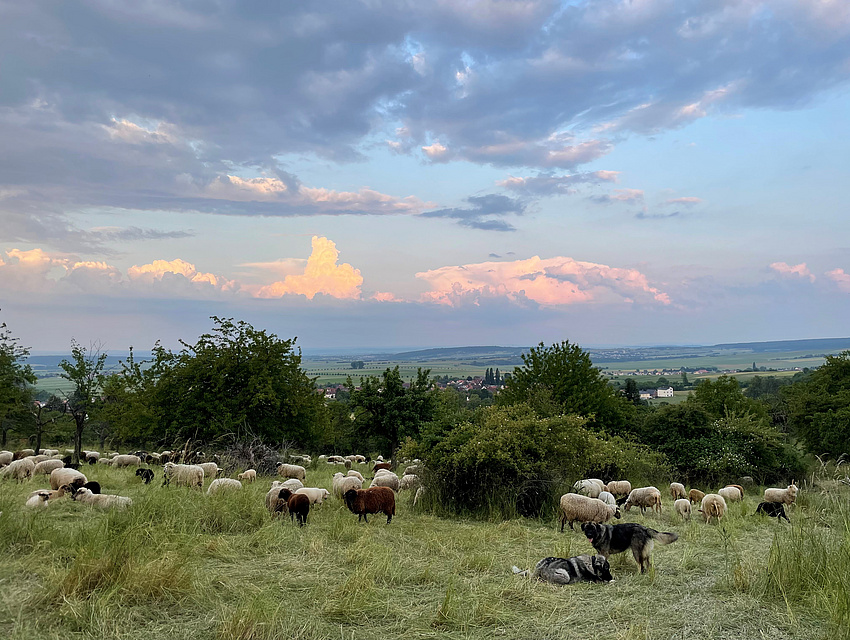 Schafe auf einer Grünlandfläche