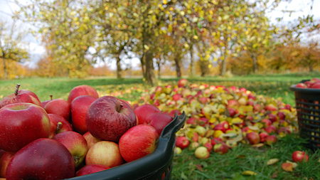 Zu sehen ist ein Korb voller Äpfel, im Hintergrund eine grüne Streuobstwiese mit Apfelbäumen.