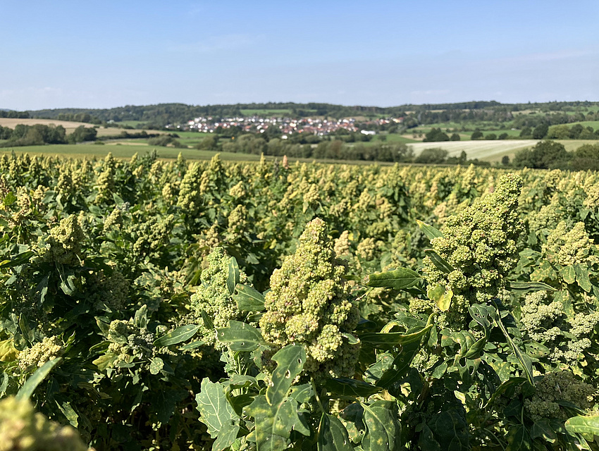 Quinoa-Feld mit Blick in die Landschaft der Wetterau