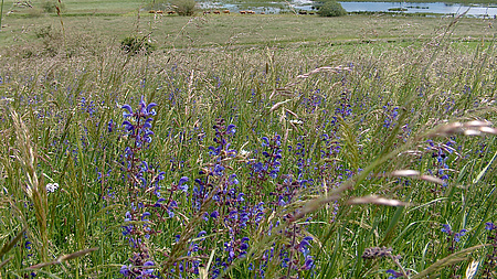 Blumen auf einer Wiese