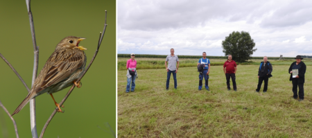 Rechts: Ute Heinzerling, Ralf Eichelmann, Stefan Stübing, Walter Schmidt und Ronja Brockhage bedanken sich bei Jens Schneider und Burkhard Kammer für ihre Unterstützung beim Schutz der Grauammer. Links: Grauammer (M. Vogt).