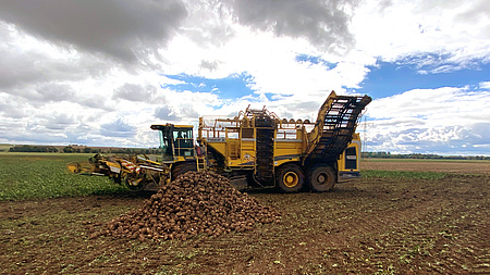 Ein landwirtschaftliches Fahrzeug auf einem Acker. Davor ein Haufen mit Zuckerrüben. Da M